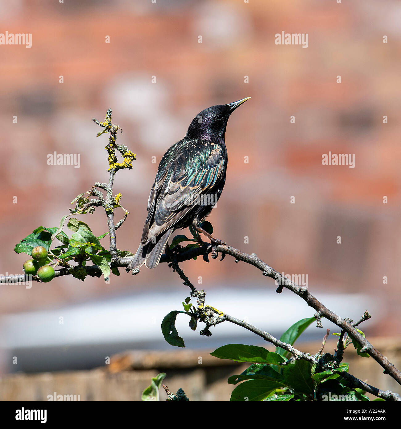 Un adulto Starling appollaiate in una struttura ad albero Crab-Apple in cerca di cibo in un giardino in Alsager Cheshire England Regno Unito Regno Unito Foto Stock