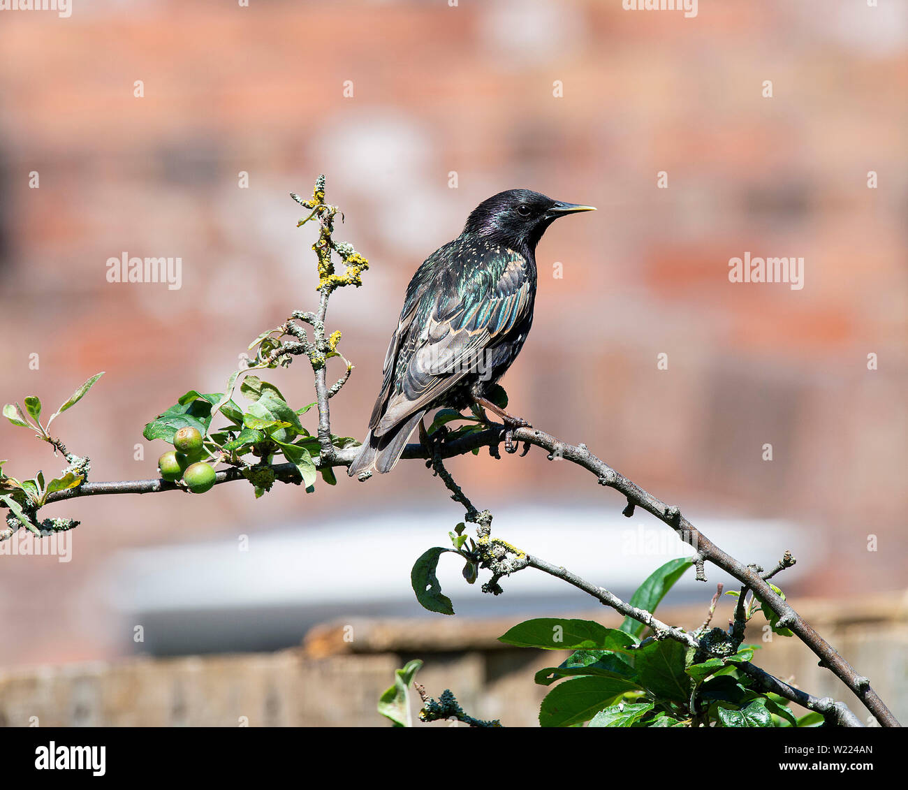 Un adulto Starling appollaiate in una struttura ad albero Crab-Apple in cerca di cibo in un giardino in Alsager Cheshire England Regno Unito Regno Unito Foto Stock