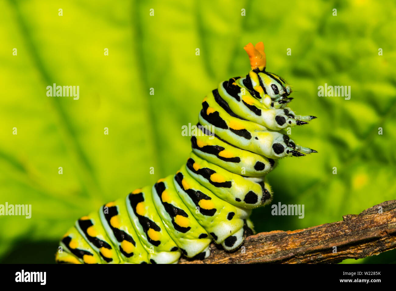 Nero orientale a coda di rondine (Caterpillar Papilio polyxenes) Foto Stock