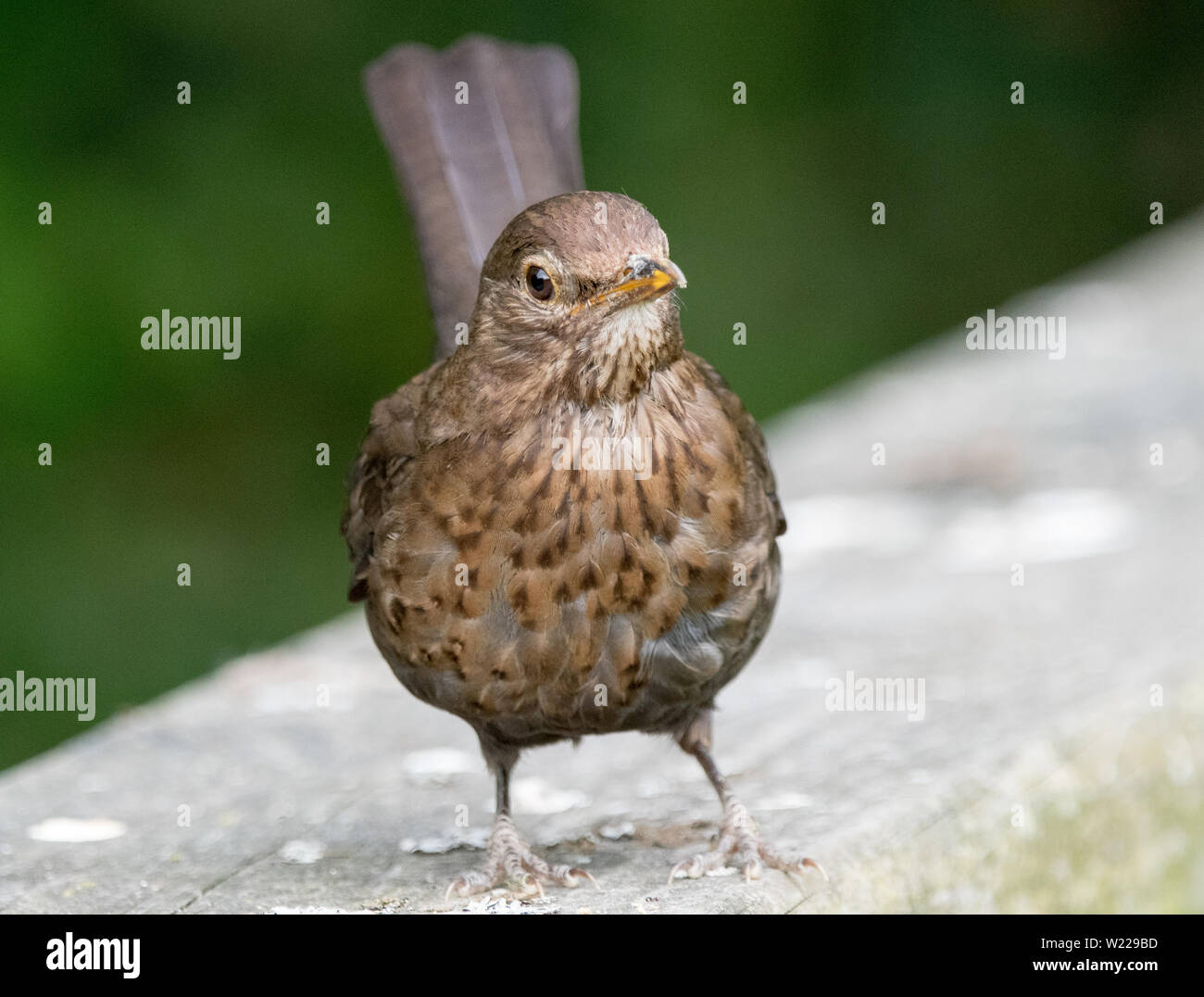 I capretti Blackbird (Turdus merula) Foto Stock