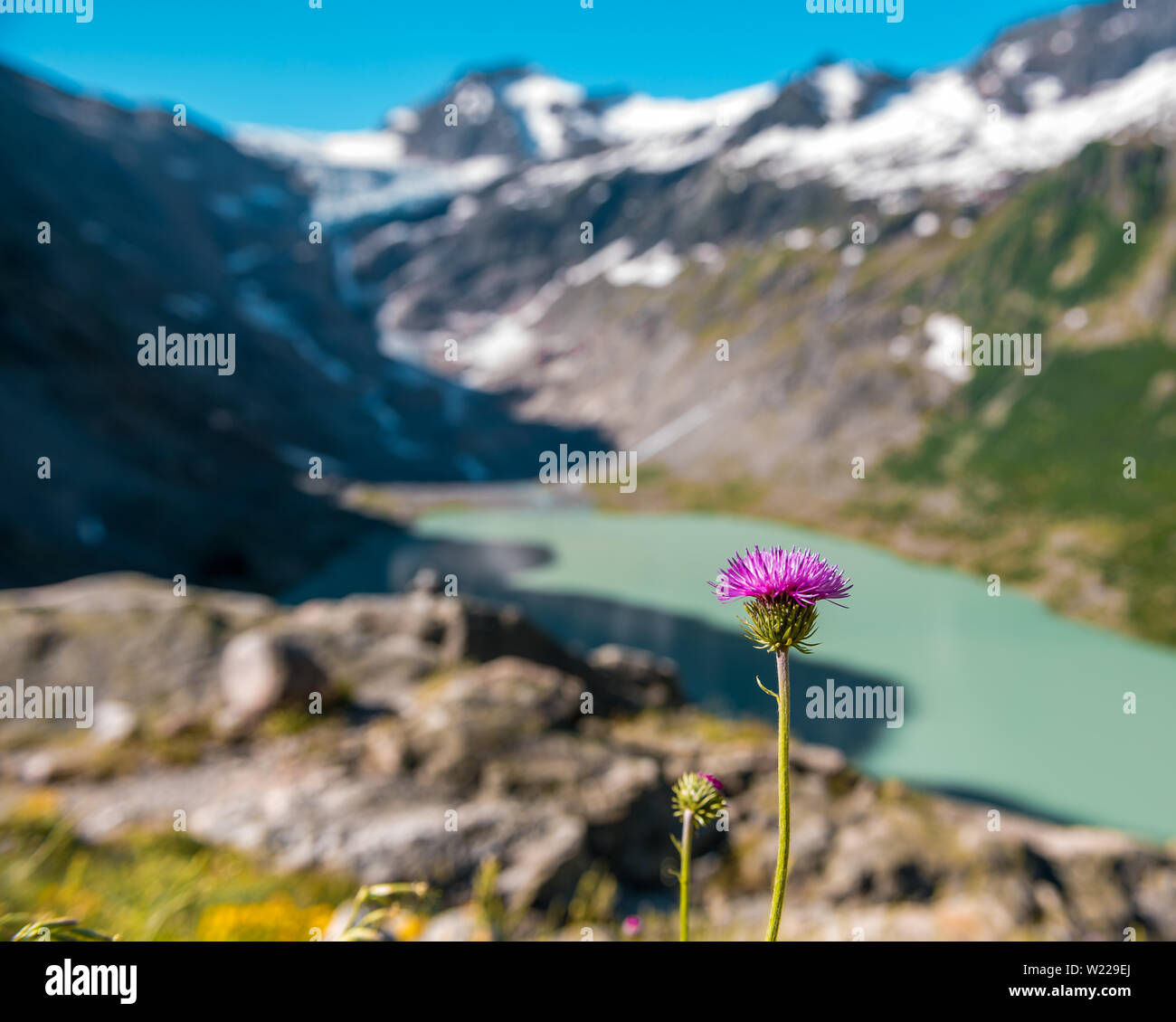 Violette Distelblüte am Triftsee mit Triftgletscher in den Schweizer Alpen bei Gadmen Foto Stock