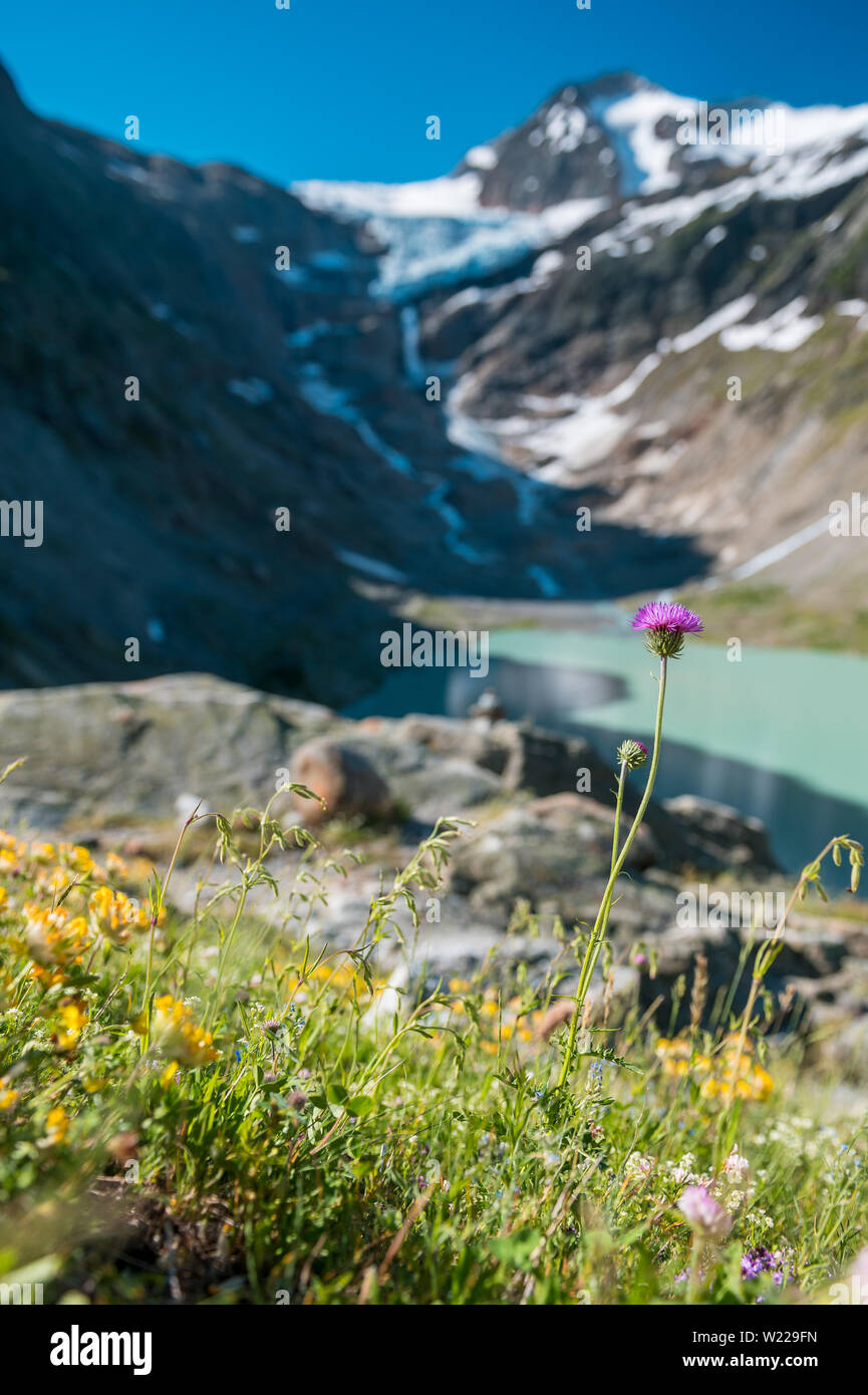 Violette Distelblüte am Triftsee mit Triftgletscher in den Schweizer Alpen bei Gadmen Foto Stock