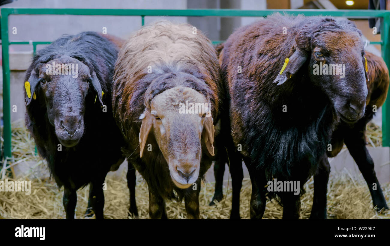 Tre le pecore mangiano fieno Foto Stock