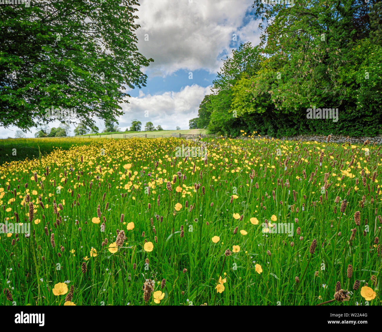 Un campo di renoncules e coda di volpe erba in fiore. Foto Stock