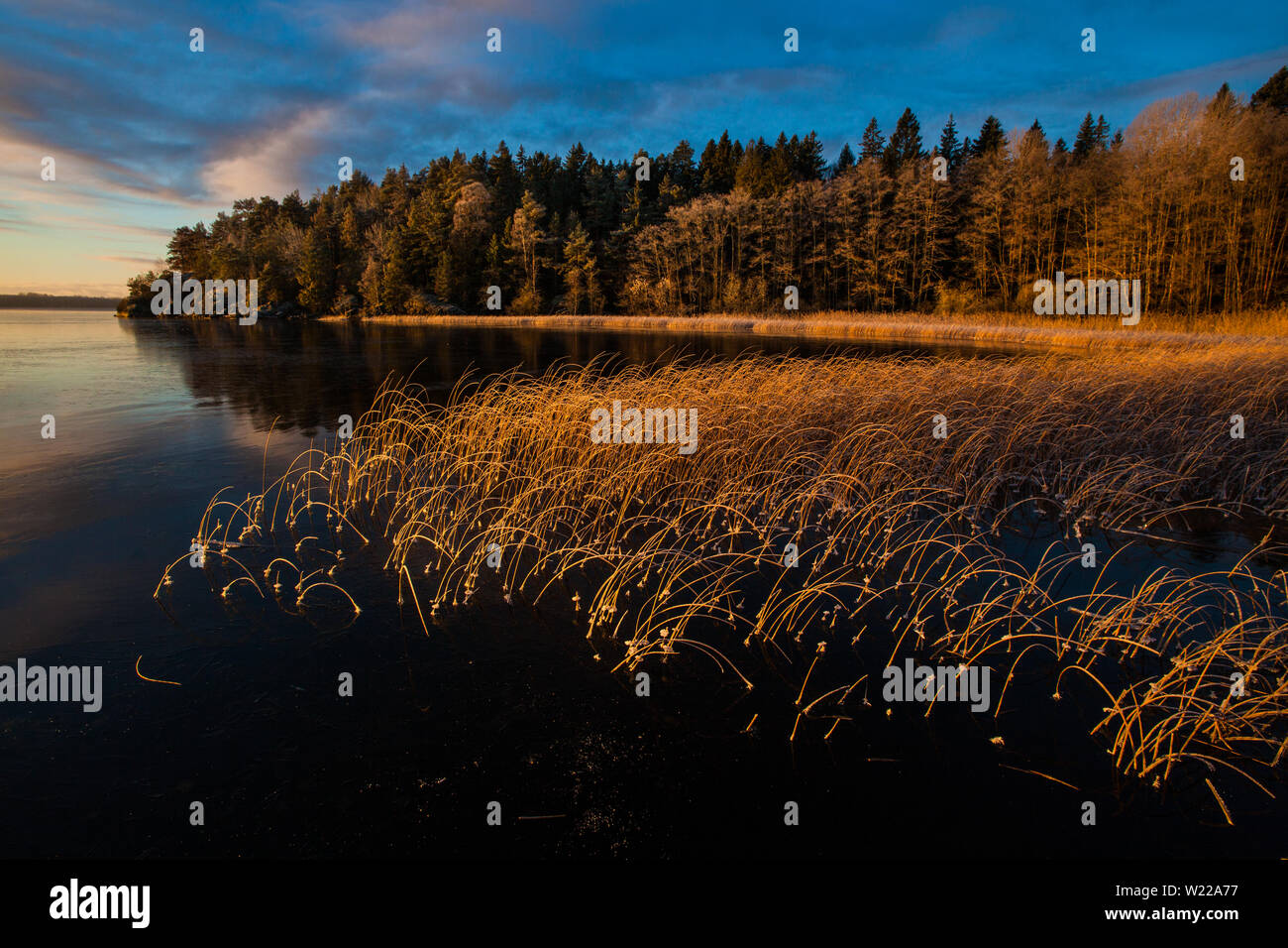 Inizio inverno mattina a Hvalbukt nel lago Vansjø in Østfold, Norvegia. Vansjø è una parte dell'acqua sistema chiamato Morsavassdraget. Foto Stock