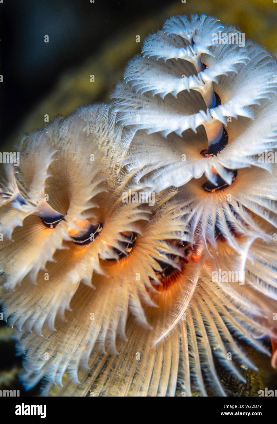 Spirobranchus giganteus, comunemente noto come albero di Natale i worm sono tubo-building polychaete worm appartenenti alla famiglia Serpulidae. Foto Stock