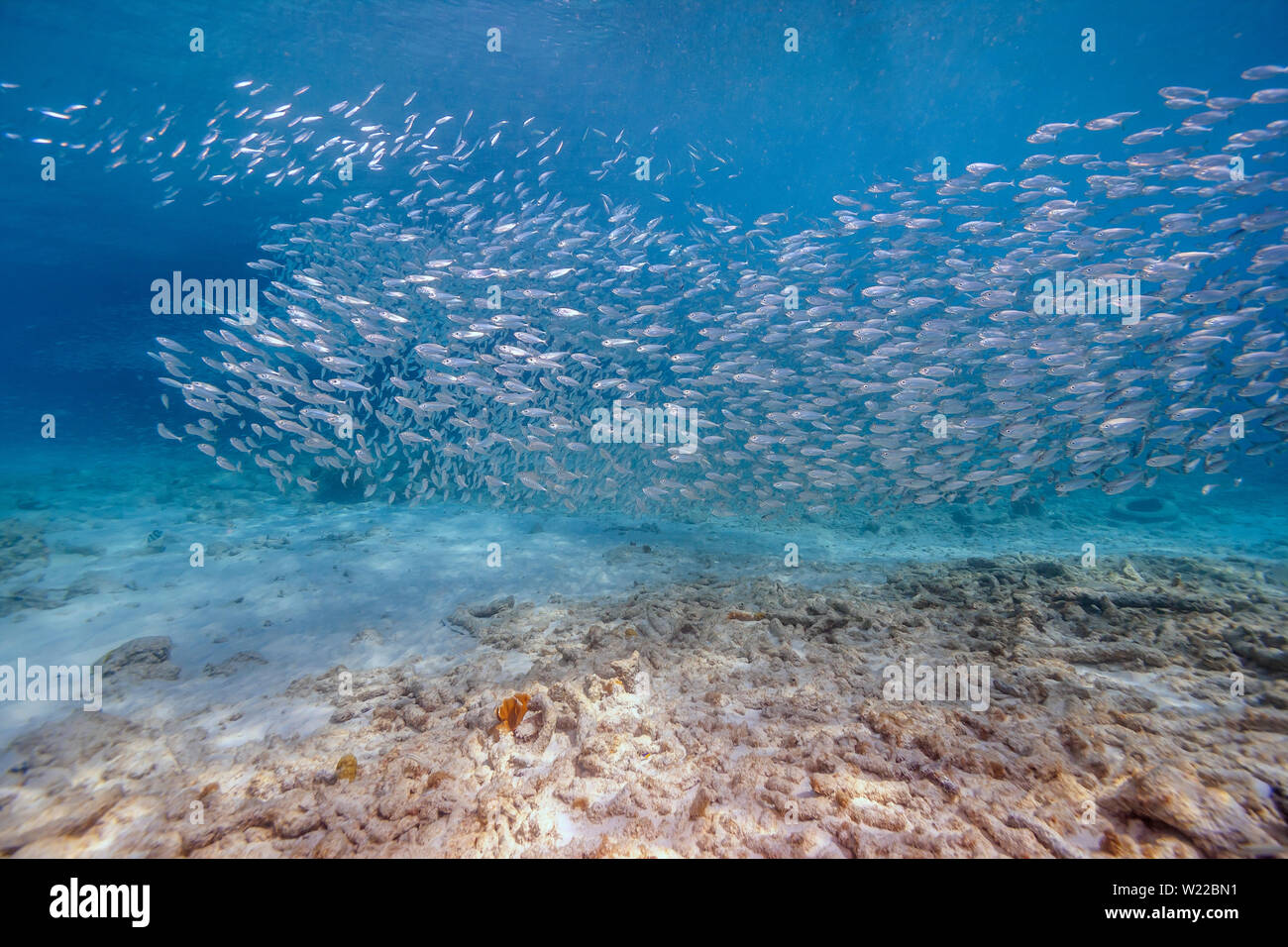 Atheriniformes, il silversides, sono un ordine di ray-alettato di pesci Foto Stock