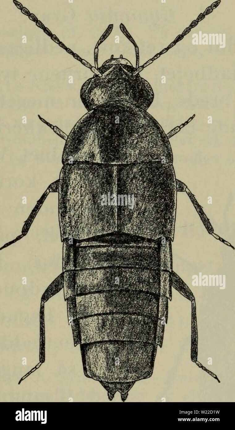 Archivio immagine dalla pagina 10 della Danmarks fauna; illustrerede haandbøger oltre. Danmarks fauna; illustrerede haandbøger su den danske dyreverden.. danmarksfaunaill59dans l'anno: 1907 korte og brede, bagranden i faellesskab lasciate ind- -per il sig. Buet, på hver lato baghjornerne indenfor dybt indbuet. Bagkroppen bagud staerkt tilspidset. Kloleddet ca. så langt som 1. + 2. led. 1. D. erosa Steph. (Fig. 1). Ordina, med fint, silkeagtigt skaer, forkroppen med svag ret, bagkroppen naesten uden Fig. 1. Deinopsis erosa $. x 18. glande, følehorn og ben sorte eller sortbrune, knaeleddene lysere, fødderne gule. Oversiden meg Foto Stock