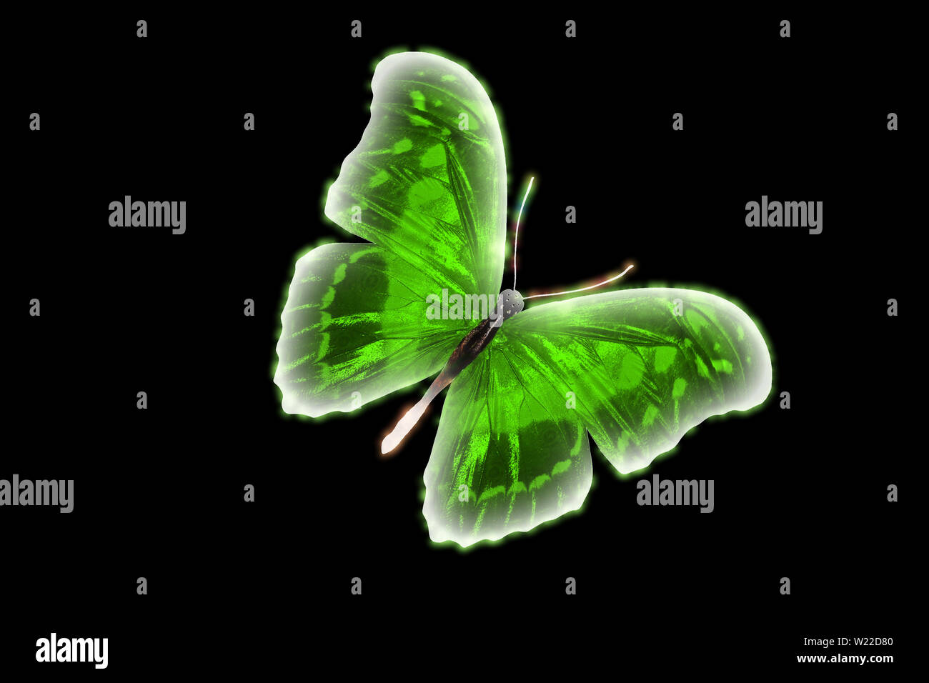 Incandescente farfalla colorata isolati su sfondo nero Foto Stock