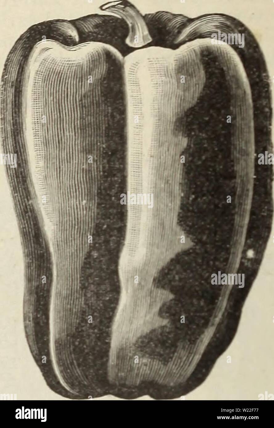 Immagine di archivio da pagina 13 del Delano Bros catalogo di scelta. Delano Bros. catalogo del campo di scelta e giardino semi delanobroscatalo1890dela Anno: 1890 MAMMOTH GOLDEN REGINA pepe. RUBY RE PEPPEB. Mammotli Golden Queen-Questo pepe cresce il doppio della dimensione della Golden Dawn, è la più perfetta forma e dimensione. Ogni pianta matura da 8 a IL immenso, waxn, golden peperoni colorati di un sapore dolce; come Rubino re può essere mangiato con aceto, sale e pepe. Essi sono anche preziose per la gestione del personale come manghi. Posti da Ruby re fanno un attraente oltre al mercato del giardiniere collectio Foto Stock