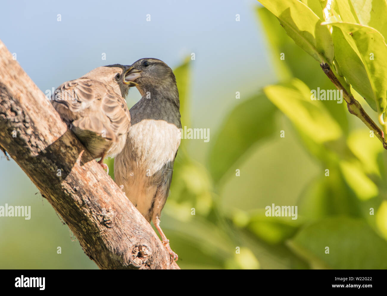 Genitore e bambino casa passero, uccelli selvatici in un giardino inglese, alimentando al sole Foto Stock