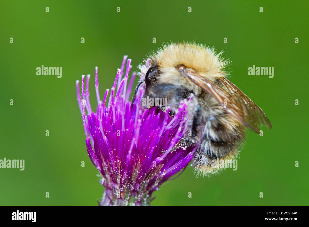 L'impollinazione, un albero bumblebee sul viola fiore di una palude thistle Foto Stock