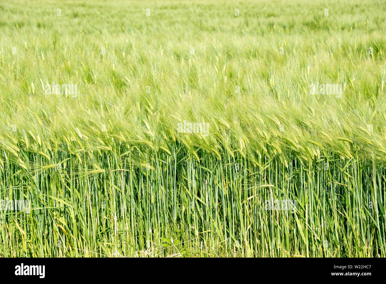 Grano verde dello sfondo dei campi Foto Stock