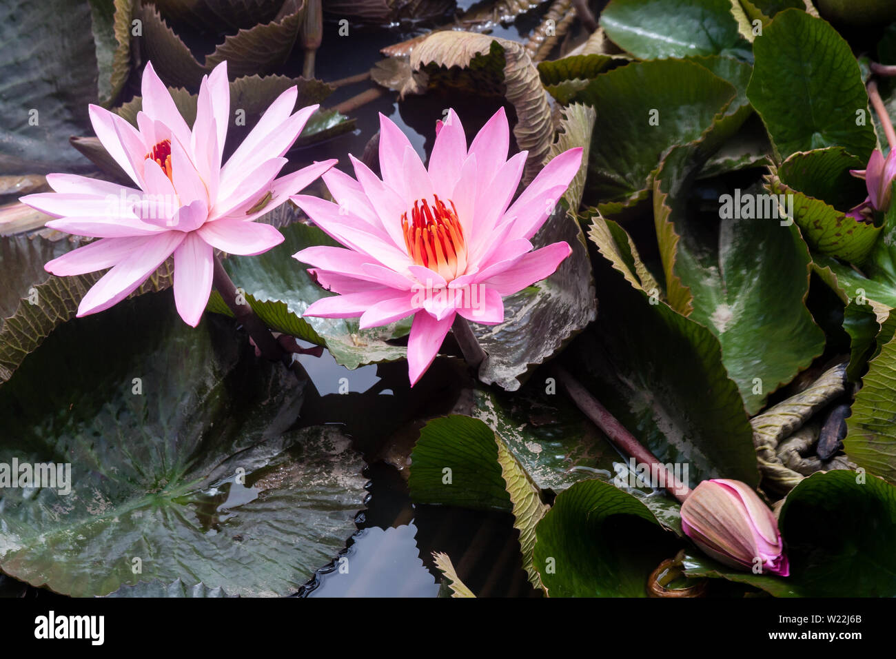 Rosa selvatica giglio di acqua o fiore di loto (Nelumbo nucifera) nell'acqua. Nymphaea nello stagno. Indonesia, Papua Nuova Guinea Foto Stock