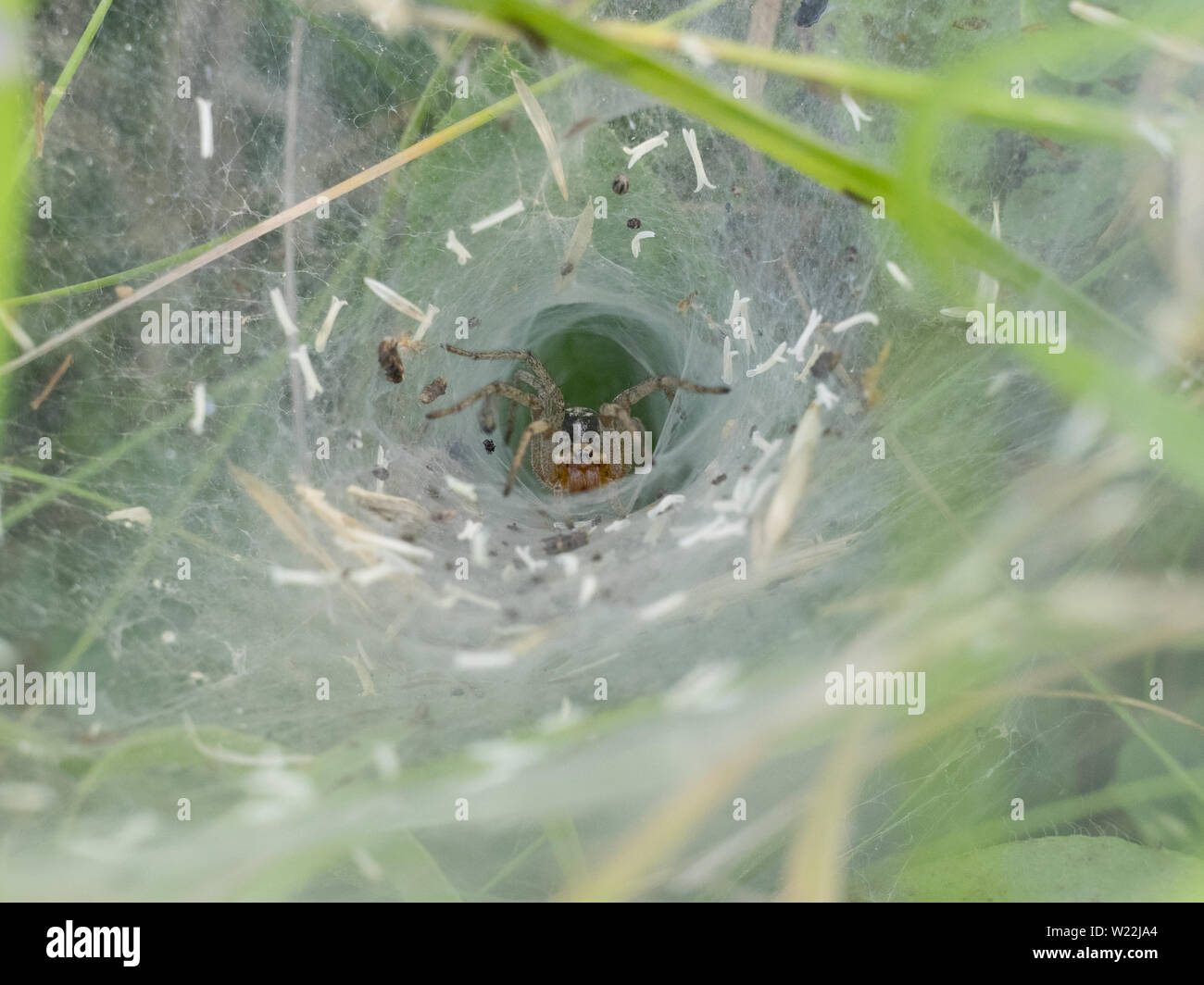 Spider nel foro in attesa di prede catturate dal web Foto Stock