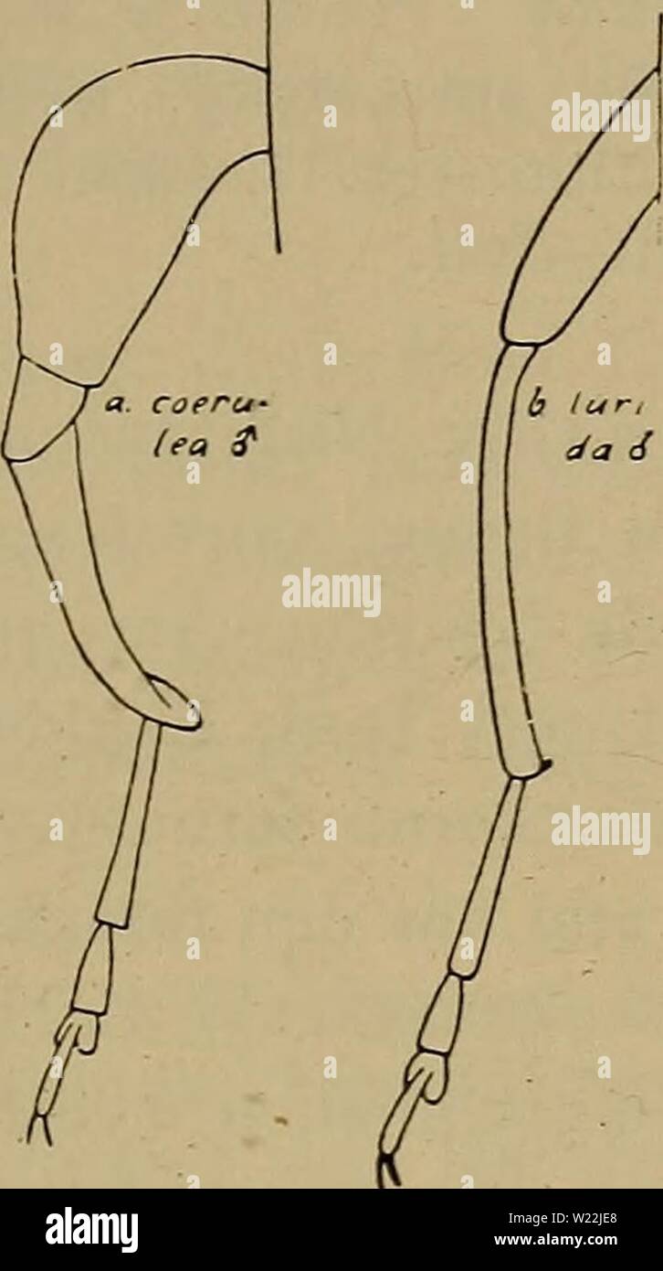 Archivio immagine dalla pagina 20 della Danmarks fauna; illustrerede haandbøger oltre. Danmarks fauna; illustrerede haandbøger su den danske dyreverden.. danmarksfaunaill50dans l'anno: 1907 17 6. Baglaarene ret staerkt fortykkede (Fig. 7). Laengde 7-11 mm 5. viréscens (.. Baglaarene ikke fortykkede 7. Foto Stock