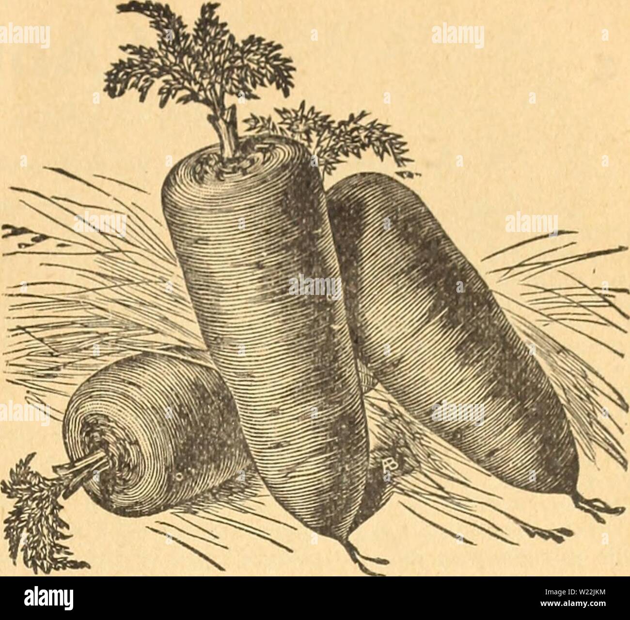 Immagine di archivio da pagina 20 di DeJong floreali e sementi Co. DeJong floreali e sementi Co dejongfloralseed1926dejo Anno: 1926 Ox-Heart carota OX-cuore o GUERANDE. Questa varietà è uno dei più preziosi, sia per uso familiare o di mercato. È intermedia tra la metà lungo e varietà di corno, fino a raggiungere un diametro da 3 a 4 pollici in corrispondenza del collo, buona forma e ricca di colore arancione. La carne è di grana fine e ha poca o nessuna anima. Per pkt. 5 cts., V4, lb. 35 cest., lb. $1.25. CHANTENAY, o modello. Si tratta di una ricca e colore arancio scuro, semi-lungo radicata, è un ex- tra grande spallamento, ed è easil Foto Stock