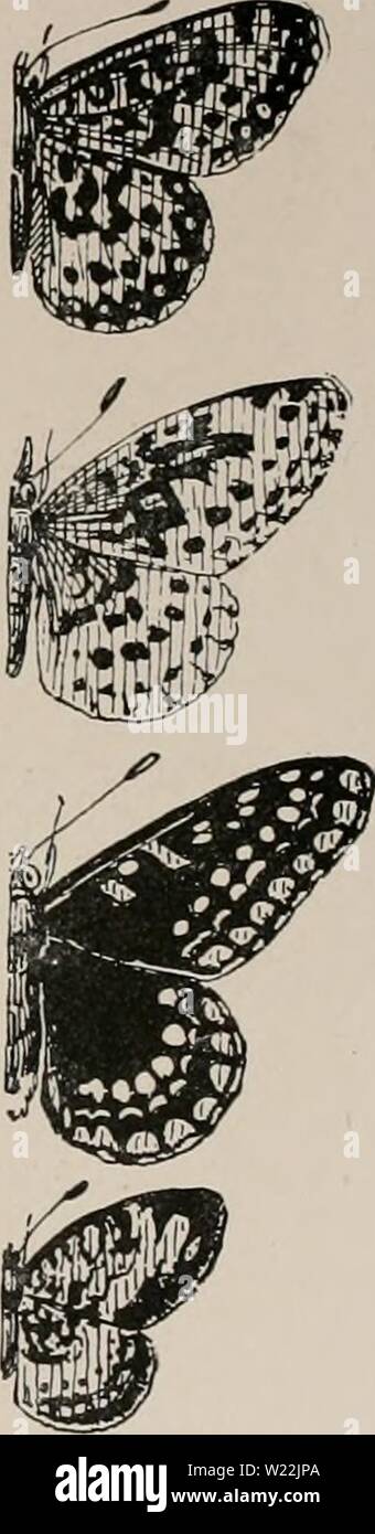 Immagine di archivio da pagina 20 del giorno farfalle e duskflyers. Il giorno di farfalle e duskflyers del New England, come trovare e li conoscono daybutterfliesdu00manopola Anno: 1895 3- MVRINA. Argynnis (Brcnthis} mvrina. 13/£ a. Come Afrodite, con bordo più scuro. Caterpillar vive di violette. Nessuna perla macchie bianche sul lato inferiore. 4. BELLONA. Argynnis (Brcnthis btllona). 2 a. Come piccoli Afrodite, ma nessuna perla macchie bianche sul lato inferiore del hindwing. Caterpillar si nutre di violette. 5. PHAETON. Melitica {Euphydryas} phaeton. 2 a. Nero con righe di colore arancione e macchie bianche nel confine e forewing, outs Foto Stock