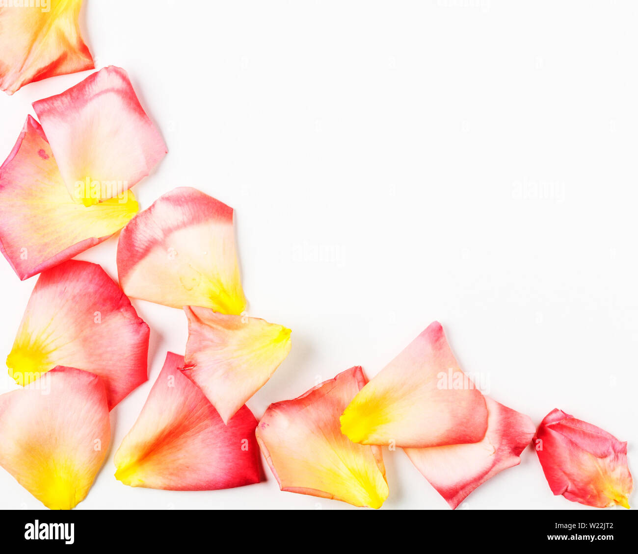 Giallo rosa petali di rosa su sfondo bianco. Gli sfondi di romantico con bellissime rose fiori composizione. Vista superiore, piatto laici. Elemento di design Foto Stock