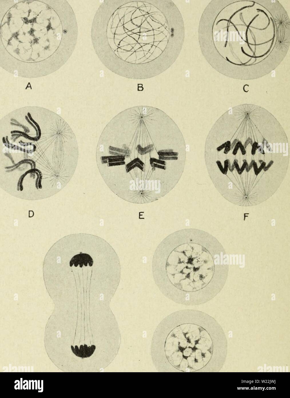 Archivio immagine dalla pagina 21 della citologia, con speciale riferimento a. Citologia, con speciale riferimento al nucleo metazoan cytologywithspec00agar 0 Anno: 1920 6 la citologia CHAP. C. la mitosi la caratteristica essenziale della mitosi è il riarrangiamento della cromatina e linin per formare un certo numero di distinti, filo-corpi sagomati, la cromoterapia- G H Fig. 2. Schema della mitosi. Il nucleo contiene sei cromosomi. Un, nucleo di riposo ; B, inizio prophase, singoli cromosomi non ancora distinguibile, centrosome dividendo; C, medio prophase, aspetto del mandrino figura ; D, fine prophase. La centrale nucleare di me Foto Stock