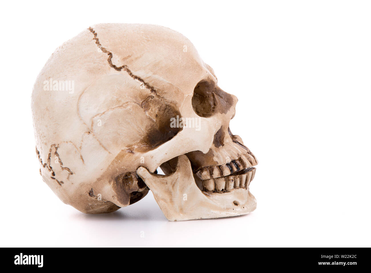 Profilo laterale vista del teschio umano Foto stock - Alamy