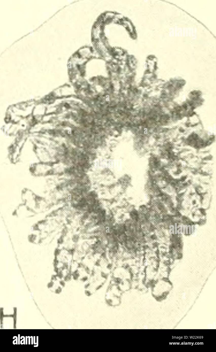 Archivio immagine dalla pagina 22 della citologia, con speciale riferimento a. Citologia, con speciale riferimento al nucleo metazoan cytologywithspec00agaruoft Anno: 1920 0 0 Fig. 3. La mitosi in Lepidosiren mesenchyme (cella). Un, nucleo di riposo ; B, molto presto prophase ; C, D, medio prophase ; e, fine prophase. La membrana nucleare è scomparsa e i cromosomi sono sempre attaccato al mandrino fibre. F, la metafase {visto da sopra). Solo circa la metà dei cromosomi sono mostrati. G, anaphase ; H, telophase, la ricostruzione di uno dei nuclei figlie; io, due dei cromosomi da H, nel T.R.A. Foto Stock