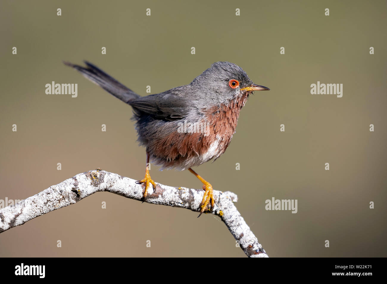 Dartford trillo, (Sylvia undata), appollaiato su un ramo di un albero. Spagna Foto Stock