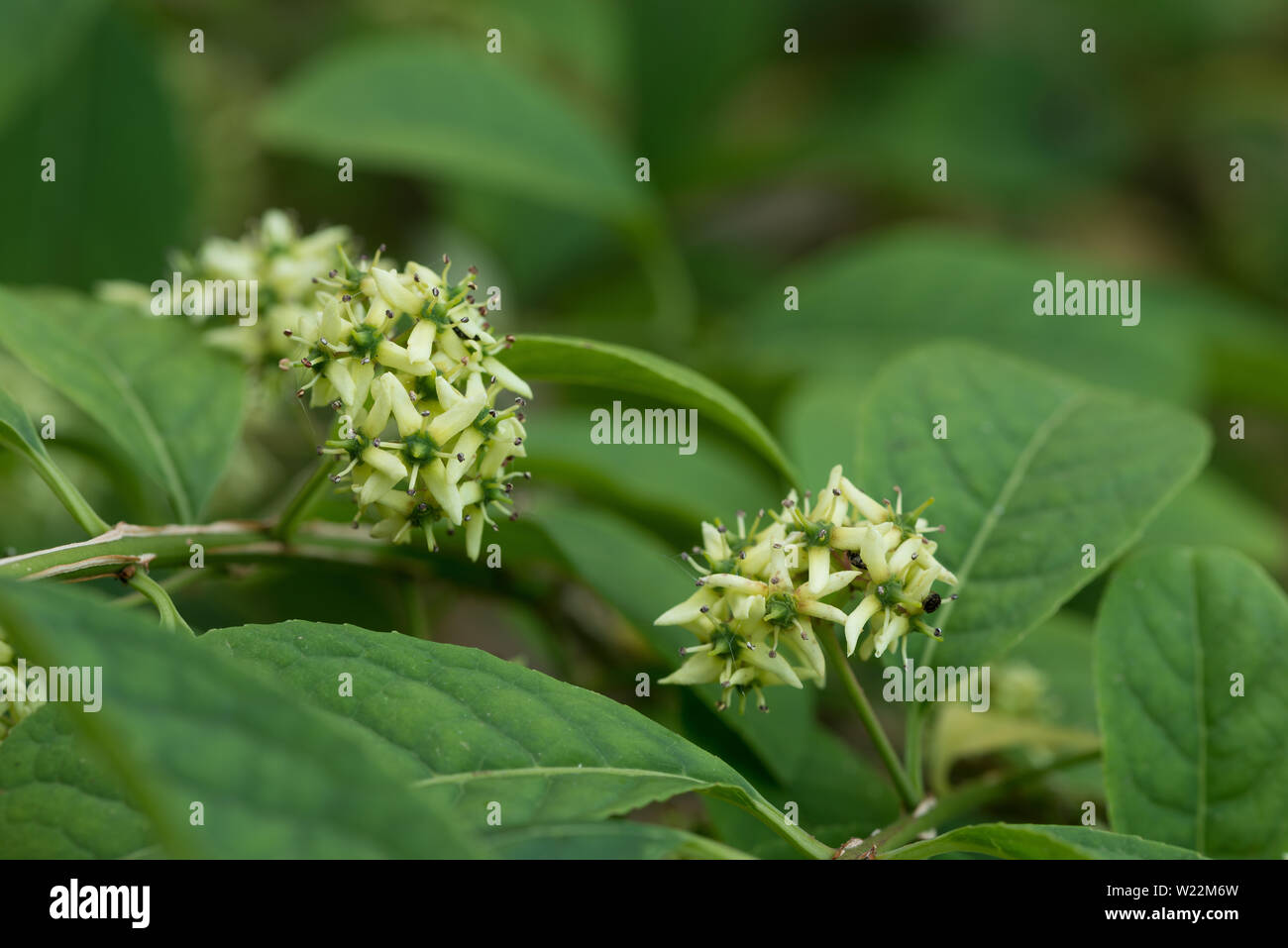 Poco appariscente fiori verdi del mandrino alato arbusto, Euonymus alatus, buon attrattore per gli insetti, i cui fiori si svilupperà di bacche di rosa in autunno Foto Stock