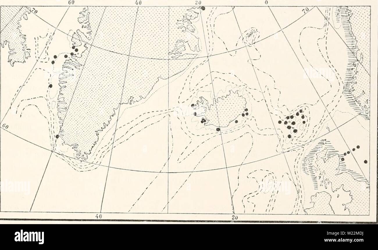Immagine di archivio da pagina 24 del Ingolf-Expedition danese (1918). Il danese danishingolfexpe Ingolf-Expedition0507ingo Anno: 1918 HYDROIDA II 7 6 miglia a nord da W. di Store Kalso profondità 60 braccia foro profondo a nord del punto di Nolso - 100 - Boronaes i3/4 miglia in N. 75 W., - 30 - 5 miglia SSE. Di Bispen 50 - 13 - W. da S. di Munken - 150 - Stokken 2 miglia in S. 22 E. - 55 - questo notevole specie era precedentemente considerata come il tipo del genere Filellum. Bonne- vie (1899) note sotto Lafoea, ma dovrebbe, come ho indicato sopra, essere classificata in genere . 6 0 0 m. Fig. IV. Il verificarsi Foto Stock