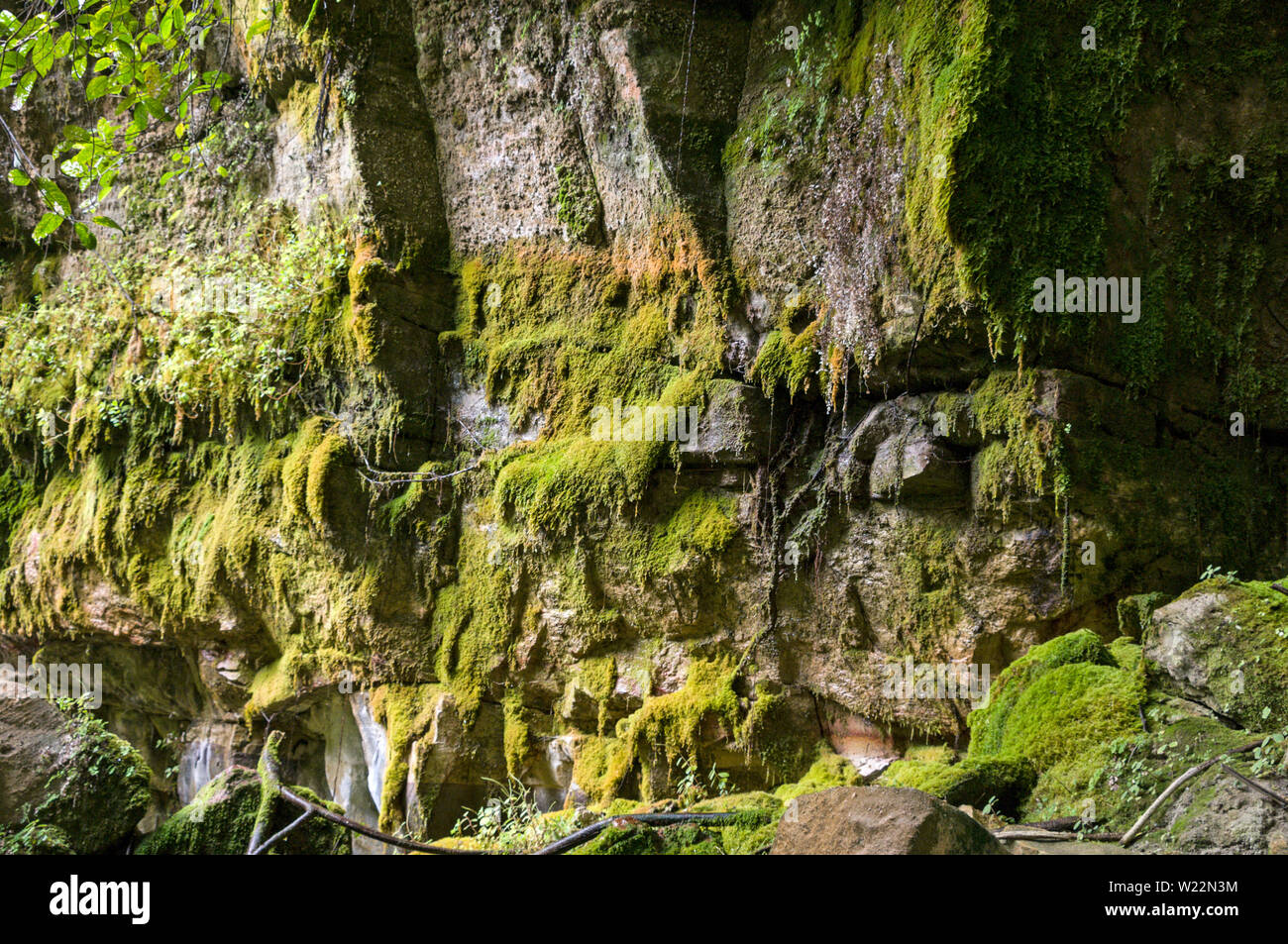 L'acqua piovana è imbevuto come una spugna su moss ricoperta di rocce arenarie e incontra un impenetrabile strato di roccia noto come scisto. Il gocciolamento di acqua è un Foto Stock