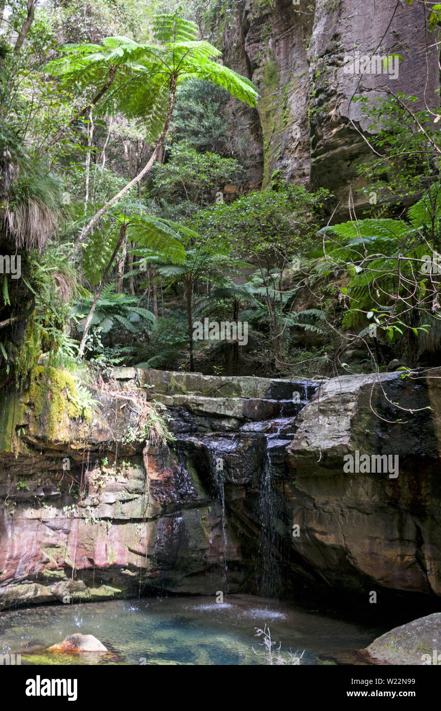 Il muschio giardino cascata è la prima attrazione che gli scuotipaglia visita durante la loro lunga passeggiata lungo il torrente Carvarvon nella foresta pluviale, parte di Foto Stock