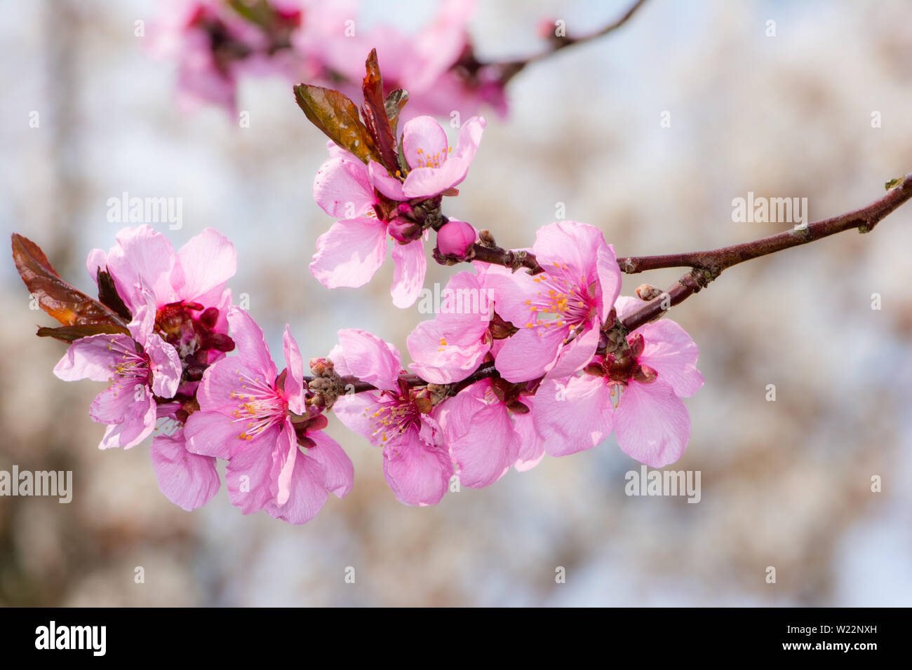 Blossoms del Prunus persica pesco Foto Stock