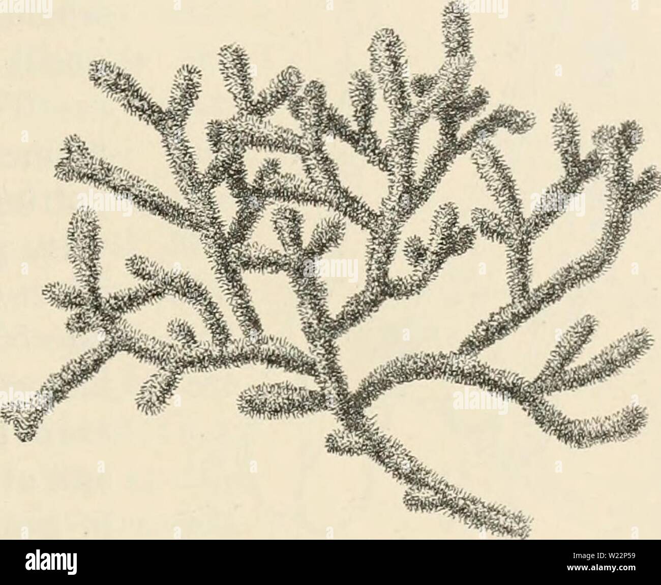 Immagine di archivio da pagina 104 di Dansk botanisk arkiv (1913-1981). Dansk botanisk arkiv danskbotaniskark03dans l'Anno: 1913-1981 F. Borgesen: Rhodophyceae danese W. Indie. 97 aggiunge che egli ritiene che la pianta che Kützing in Tabulae Phycologicae, vol. 8, pi. 38, fig. Mi ha capito come G. lapidescens correttamente potrebbe essere considerato come questa specie. Tuttavia mi sembra che la figura (pi. 21, fig. g) di Ellis e Solander dà una buona idea della pianta e penso che sia più corretto prendere questo primo pubhshed figm-e della pianta, come il tipo di specie. Nonostante ciò non mi Foto Stock Immagine di archivio da pagina 104 di Dansk botanisk arkiv (1913-1981). Dansk botanisk arkiv danskbotaniskark03dans l'Anno: 1913-1981 F. Borgesen: Rhodophyceae danese W. Indie. 97 aggiunge che egli ritiene che la pianta che Kützing in Tabulae Phycologicae, vol. 8, pi. 38, fig. Mi ha capito come G. lapidescens correttamente potrebbe essere considerato come questa specie. Tuttavia mi sembra che la figura (pi. 21, fig. g) di Ellis e Solander dà una buona idea della pianta e penso che sia più corretto prendere questo primo pubhshed figm-e della pianta, come il tipo di specie. Nonostante ciò non mi Foto Stock