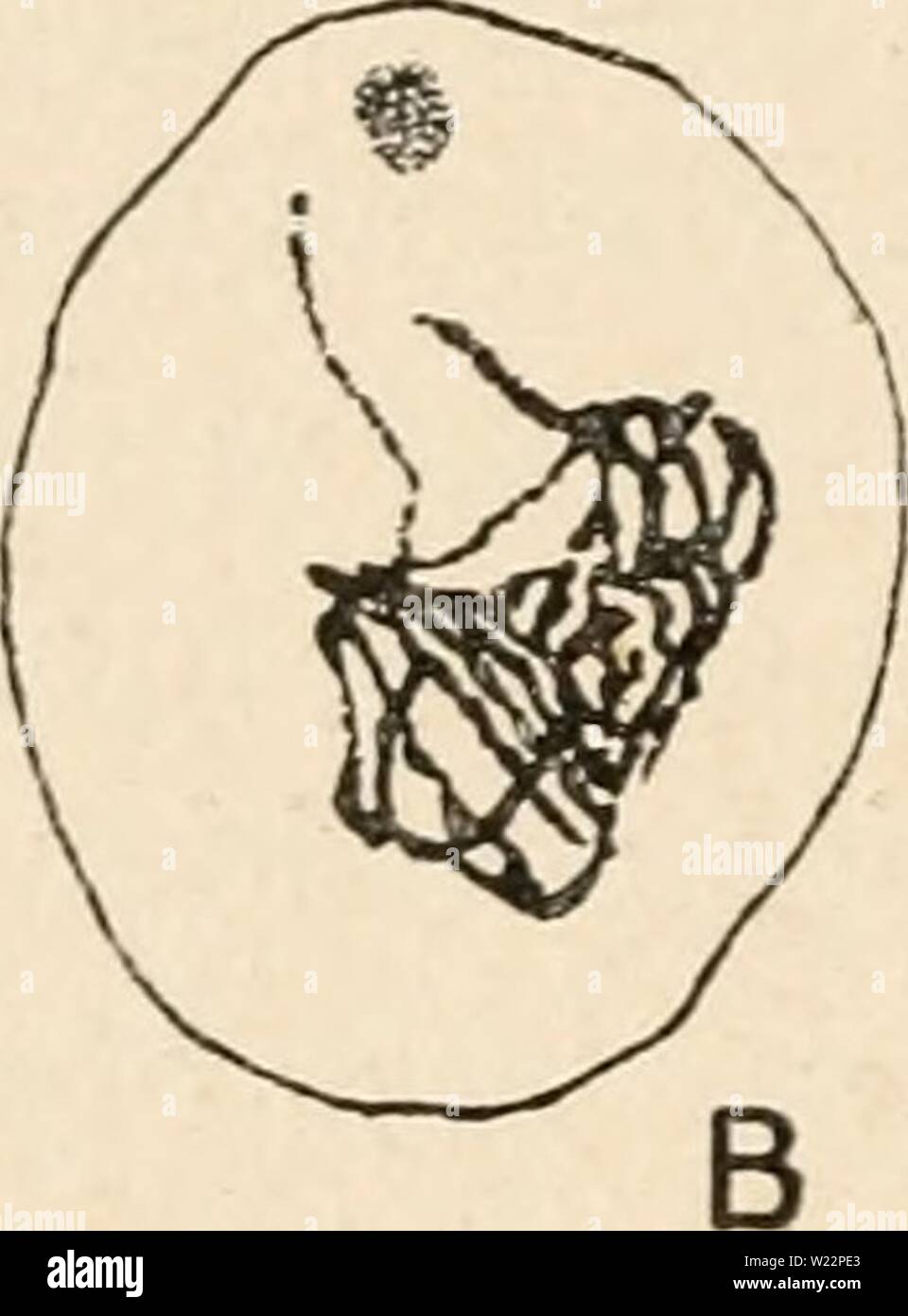Immagine di archivio da pagina 105 di citologia, con speciale riferimento a. Citologia, con speciale riferimento al nucleo metazoan cytologywithspec00agar Anno: 1920 Foto Stock
