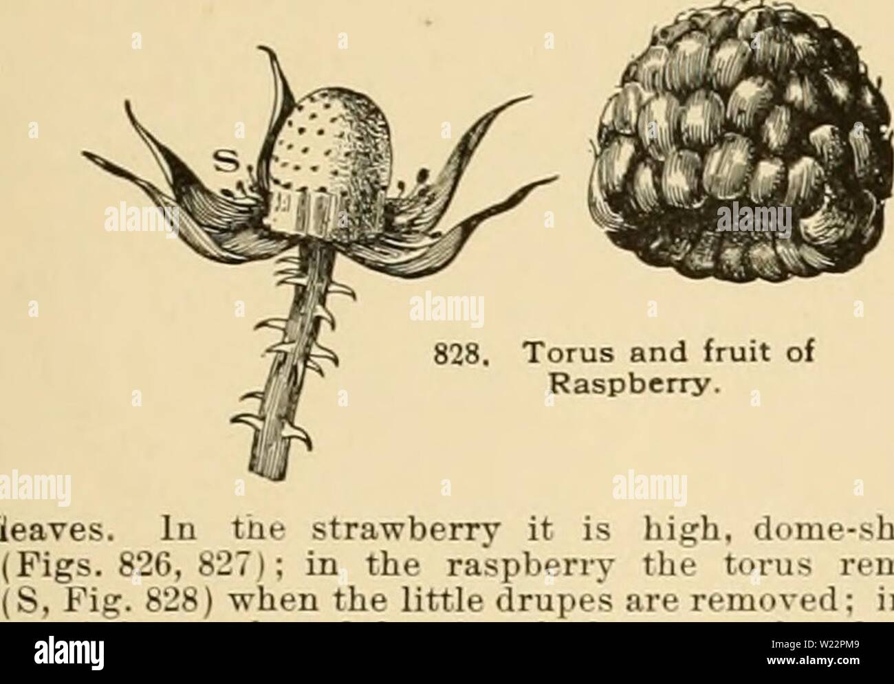 Immagine di archivio da pagina 106 di dell'enciclopedia di American orticoltura Foto Stock