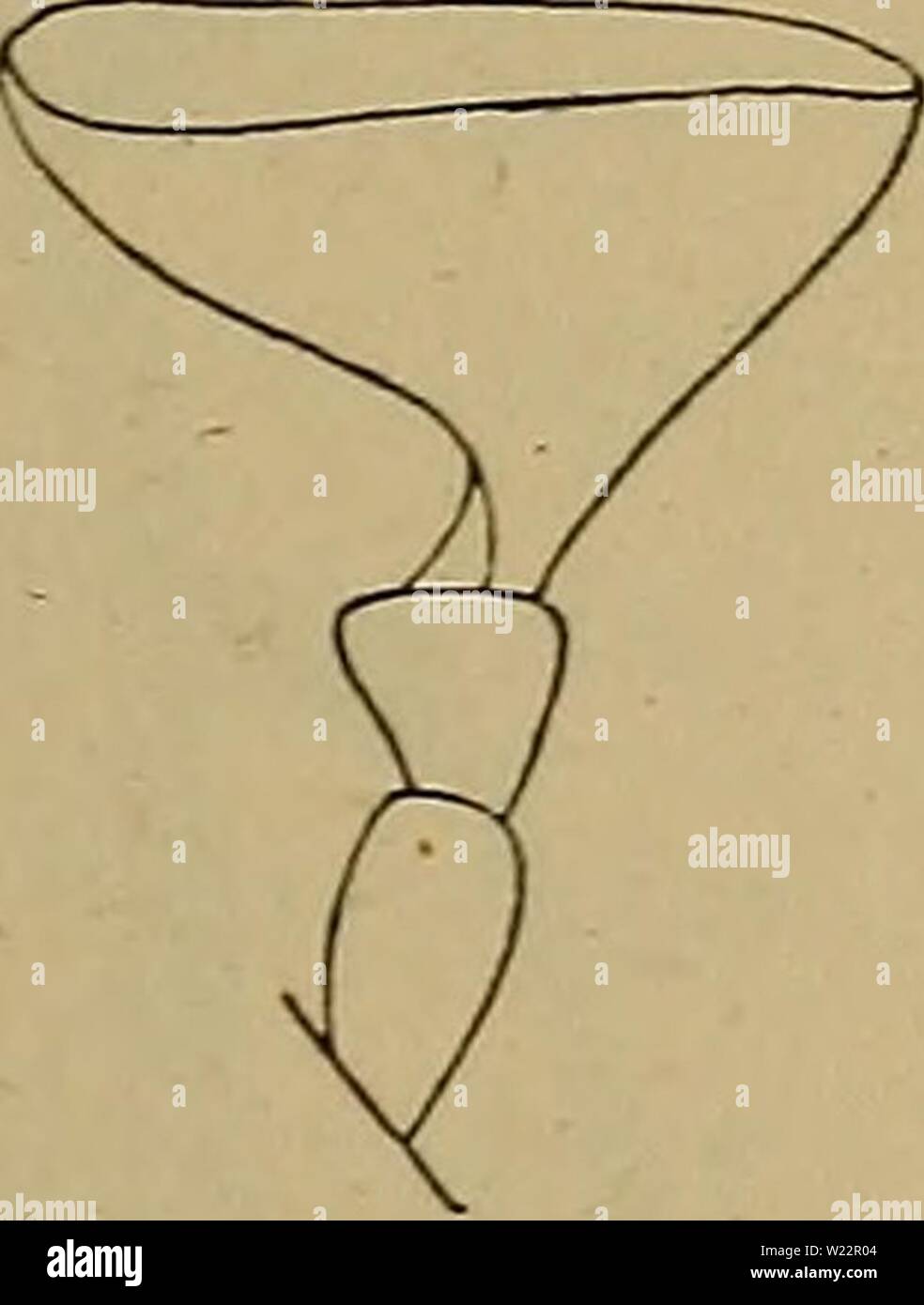 Immagine di archivio da pagina 106 di Danmarks fauna; illustrerede haandbøger oltre. Danmarks fauna; illustrerede haandbøger su den danske dyreverden.. danmarksfaunaill50dans l'anno: 1907 103 6. Større, 10-14 mm. Vingedaekkernes Punktstriber tydelige og&fortil aa. Følehornene ret korte, kraftige. Oversidens Behaaring mørk, lidet iøjnefaldende 2. Prionychus (p. 105). Mindre, 8-9 mm. Vingedaekkernes Punktstriber fortil meget svage. Følehornene ret lange, slanke. Oversidens Behaaring gul, meget tydelig 3. Hymenålia (p. 107). 7. Pronotum c. dobbelt asa bredt som Hovedet, mat som Følge af fin, taet, silkeag Foto Stock