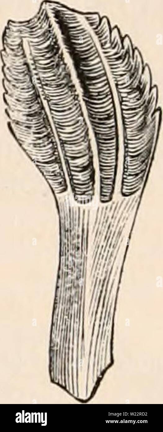 Immagine di archivio da pagina 107 della encyclopaedia - Wikizionario di anatomia e Foto Stock