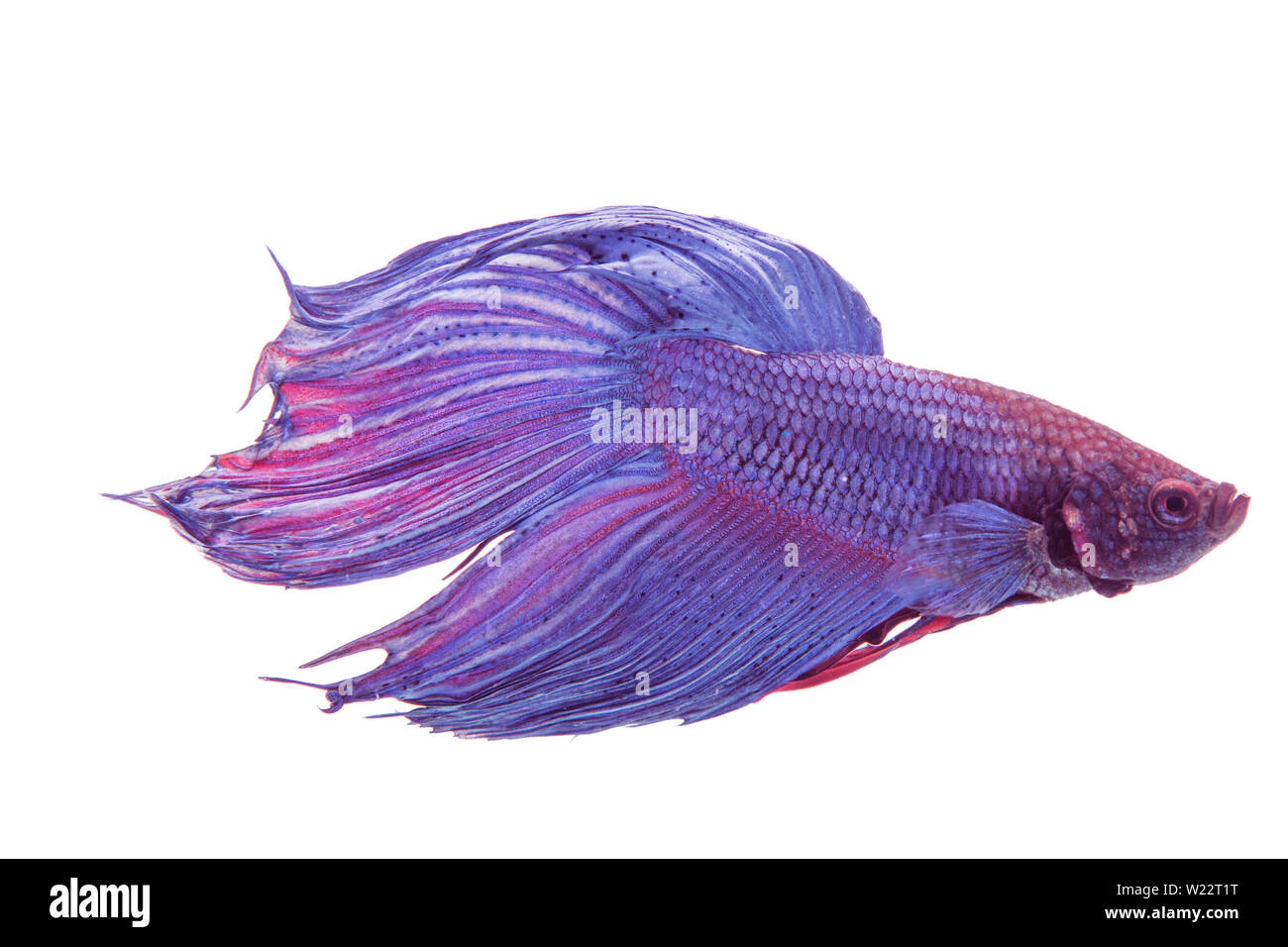 Lotta contro la pesca isolati su sfondo bianco. Foto Stock