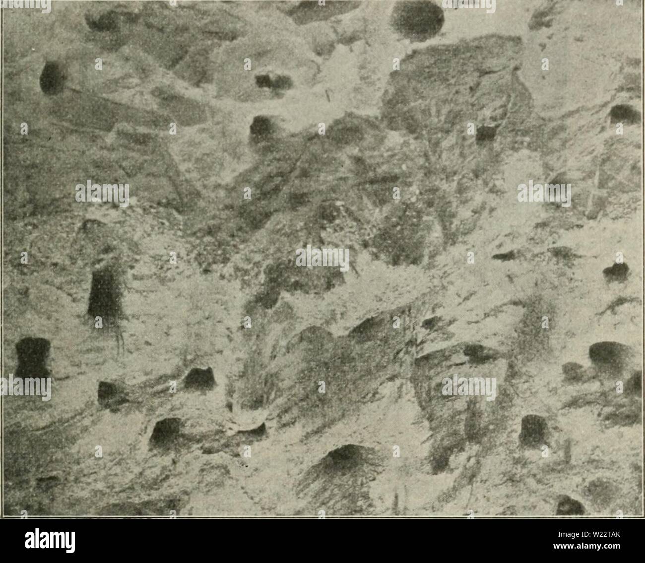 Immagine di archivio da pagina 110 di Dansk ornithologisk forenings tidsskrift (1907). Dansk ornithologisk forenings tidsskrift danskornithologi13dans l'anno: 1907 101 Højde, fremkommen ved det efterhaanden bortgravede Grus. Digesvalerne er nu højst uregelmaessige i deres Ynglen lei; nogle Aar yngler de overhovedet ikke, og naar de ruger, er meget Tallet forskelligt i de enkelte Aar; jeg skal dare en kort Oversigt over Forholdene per hvert Aar. Fig. 49. Redehuller Digesvaler af. 1909. 1910. 1911. 1912. 1913. 1914. 1915. 1916. En Del rugede. Ho Yngler stor Maengde ho Grusgraven. En stor Koloni. Ingen y Foto Stock