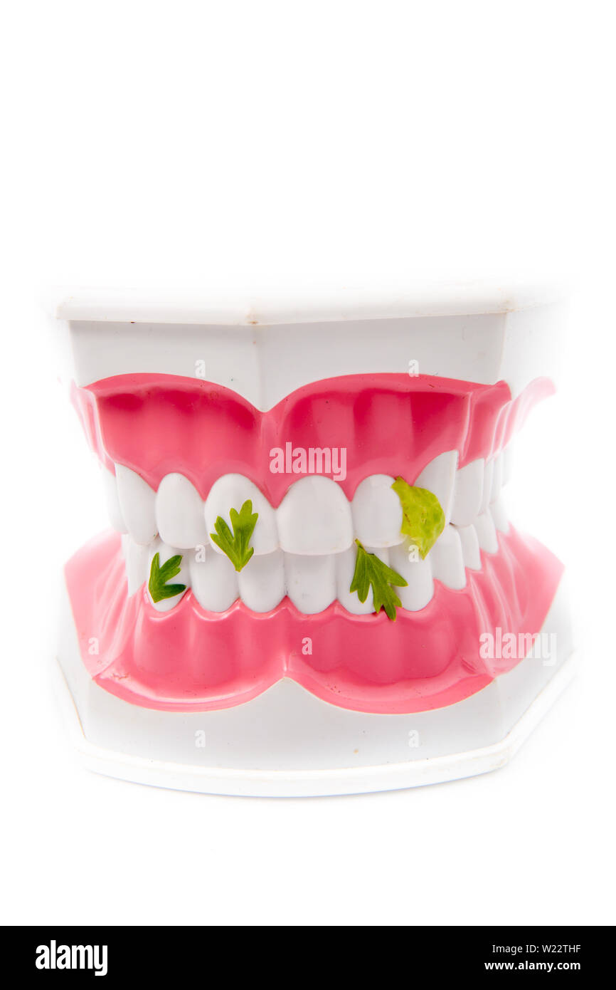Modello dentale di denti con scarti vegetali Foto Stock