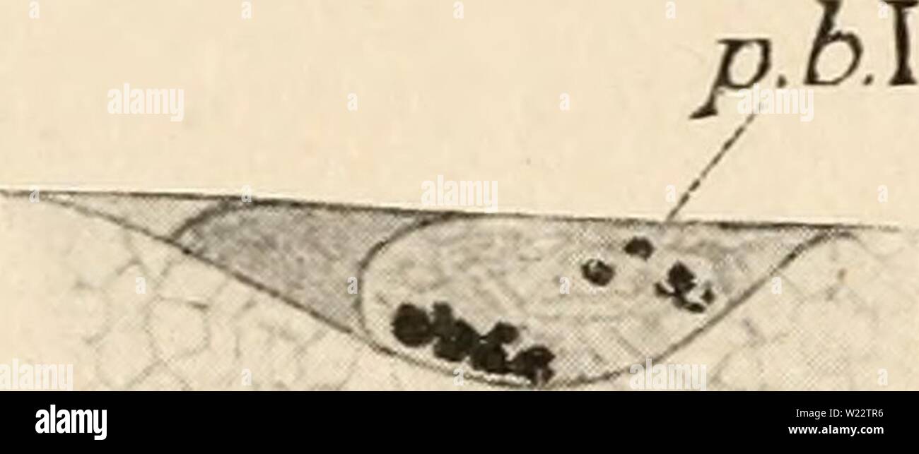 Immagine di archivio da pagina 111 di citologia, con speciale riferimento a. Citologia, con speciale riferimento al nucleo metazoan cytologywithspec00agar Anno: 1920 96 la citologia cap. già aploidi. In tali uova, se causati da sviluppare parthenogenetically, l'uovo aploide nucleo agisce nella scissione esattamente come lo zigote nucleo in un uovo fertilizzato. L embrione risultante è in seguito aploidi, come è stato dimostrato da molti osservatori, anche se originariamente Delage erroneamente supposto che il numero diploide è stato restaurato da un atto di auto-regolamento (Wilson, Toxopnetistes, igoi; Hindle, Strongylocen Foto Stock