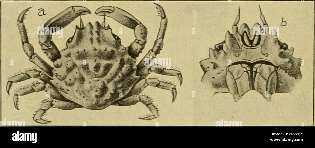 Immagine di archivio da pagina 111 di Decapod Crustacea delle Bermuda loro Foto Stock