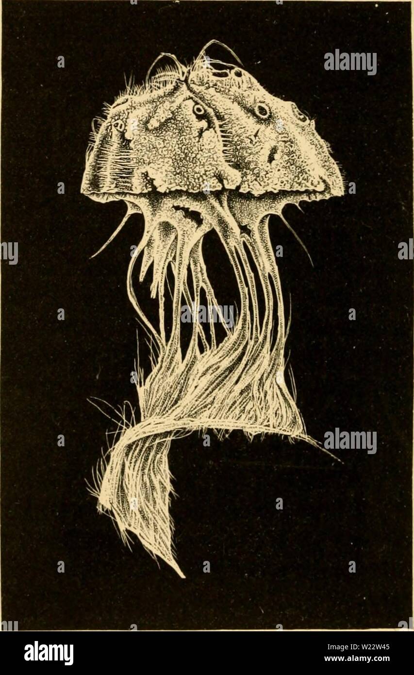 Immagine di archivio da pagina 111 di profondità del mare. La profondità del mare. Un resoconto dei risultati generali del dragaggio crociere di H.M. SS. Porcupine e fulmini durante le estati del 1868, 1869 e 1870, sotto la direzione scientifica del dottor Carpenter, F.R.S., J. Gwyn Jeffreys, F.R.S., e il dottor Wyville Thomson, F.R.S depthsofseaaccou00tho Anno: 1873 74 la profondità del mare. [Cap. II. il Halichondridce, con lunghi fibroso di supporto barbe. Prom il suo aspetto quando portate Roltenia evidentemente vive sepolto nel fango per la sua frangia superiore di spicole. Quando il dragaggio di fresco, è loa Foto Stock