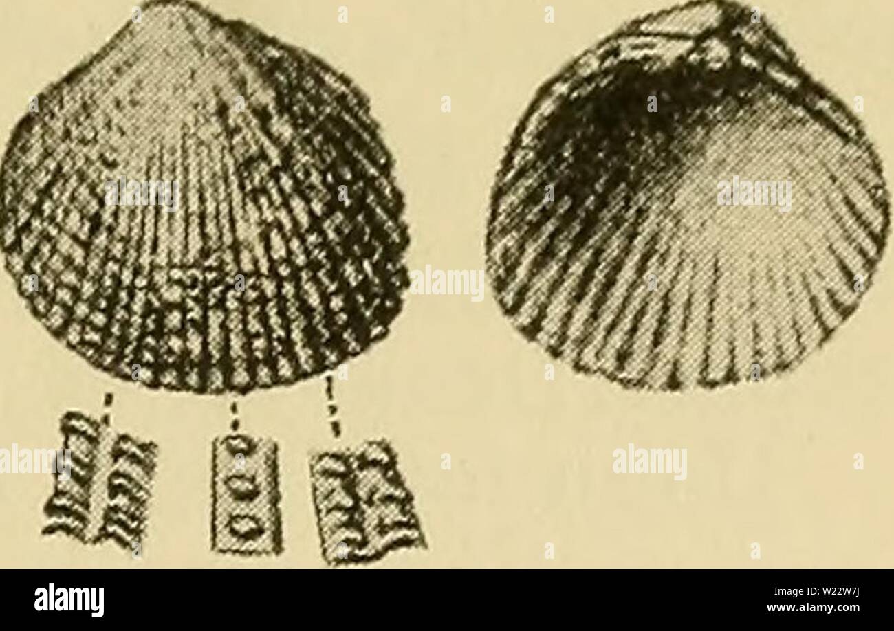 Immagine di archivio da pagina 112 di Danmarks fauna; illustrerede haandbøger oltre. Danmarks fauna; illustrerede haandbøger su den danske dyreverden.. danmarksfaunaill40dans l'anno: 1907 109 forsynede med smaa, taetstillede Gruber. Umbonerne, der er temmelig smaa, er midtstillede. Farven hvidlig, ofte med brunlig eller tono gullig eller Pletter. Laengde ca. 10 mm. Skulpturen i Forbindelse med Formen skulde umuliggøre per- veksling med, nogen anden Cardium- Art. Fra C. minimo, der ligeledes Fig. 91. Cardium nodo- sum. Set Venstreskallen udvendigt og indvendigt. X 1 Va (Efter Brogger). des paa Tils Foto Stock