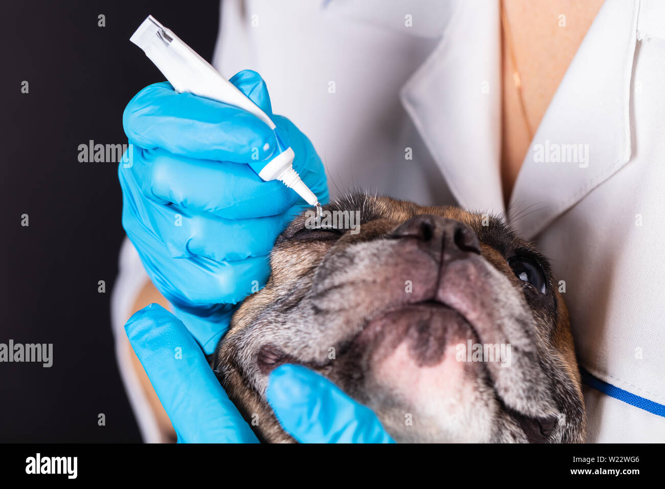 La medicina in un occhio di un cane bulldog francese Foto Stock