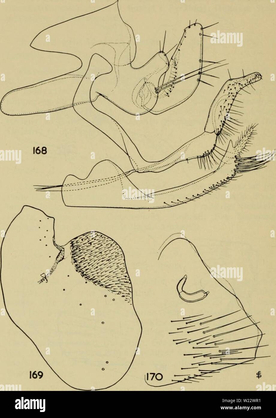 Immagine di archivio da pagina 113 di Danmarks fauna; illustrerede haandbøger oltre. Danmarks fauna; illustrerede haandbøger su den danske dyreverden.. danmarksfaunaill60dans l'anno: 1907 110 Fig. 168-170. Ceratophyllus styx styx. Det omdannede 9. bagkrops- og led dello sterno VIII (168), tergum VIII hos hannen (169) og ster- num VII og saedgemmet (170). Foto Stock