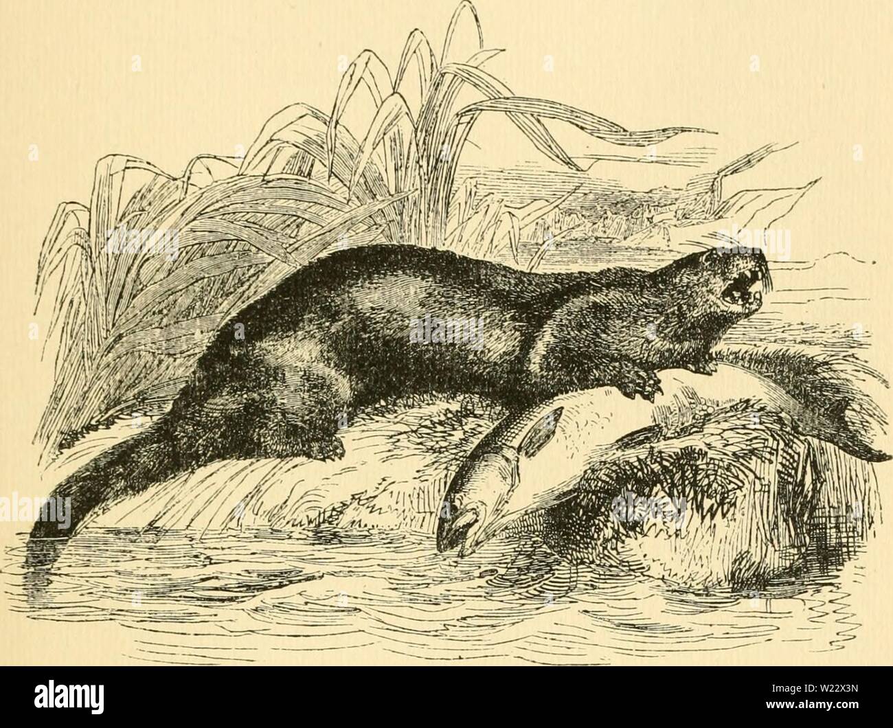 Immagine di archivio da pagina 114 di giorni e notti di salmone. Giorni e notti di pesca al salmone in Tweed : con un breve resoconto della storia naturale e le abitudini del salmone, istruzioni per gli sportivi, aneddoti, ecc daysnightsofsalm1898scro Anno: 1898 Lontra divorando un salmone. A partire da un disegno di E. Landseer, R.A. Foto Stock