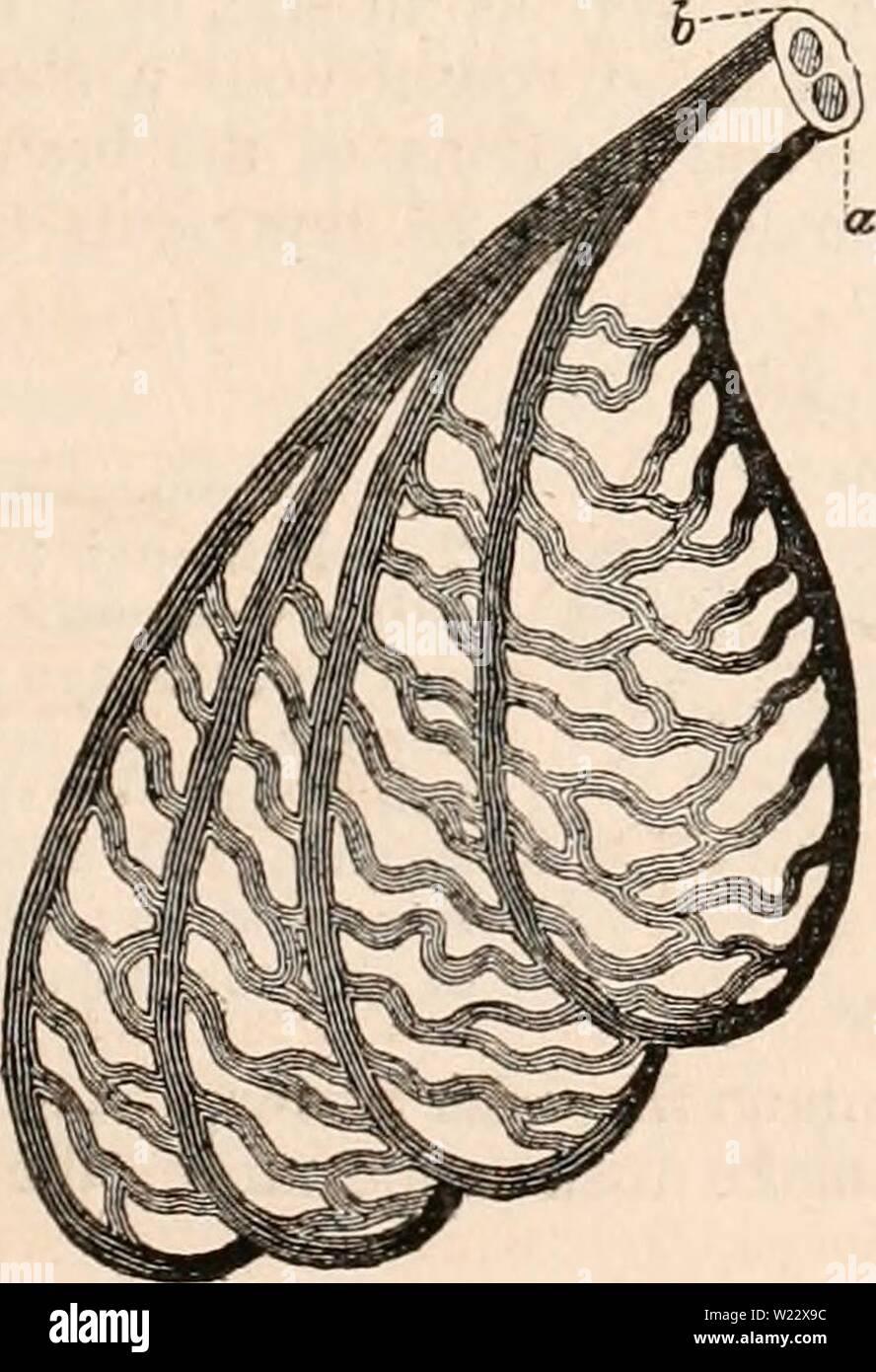 Immagine di archivio da pagina 114 della encyclopaedia - Wikizionario di anatomia e Foto Stock