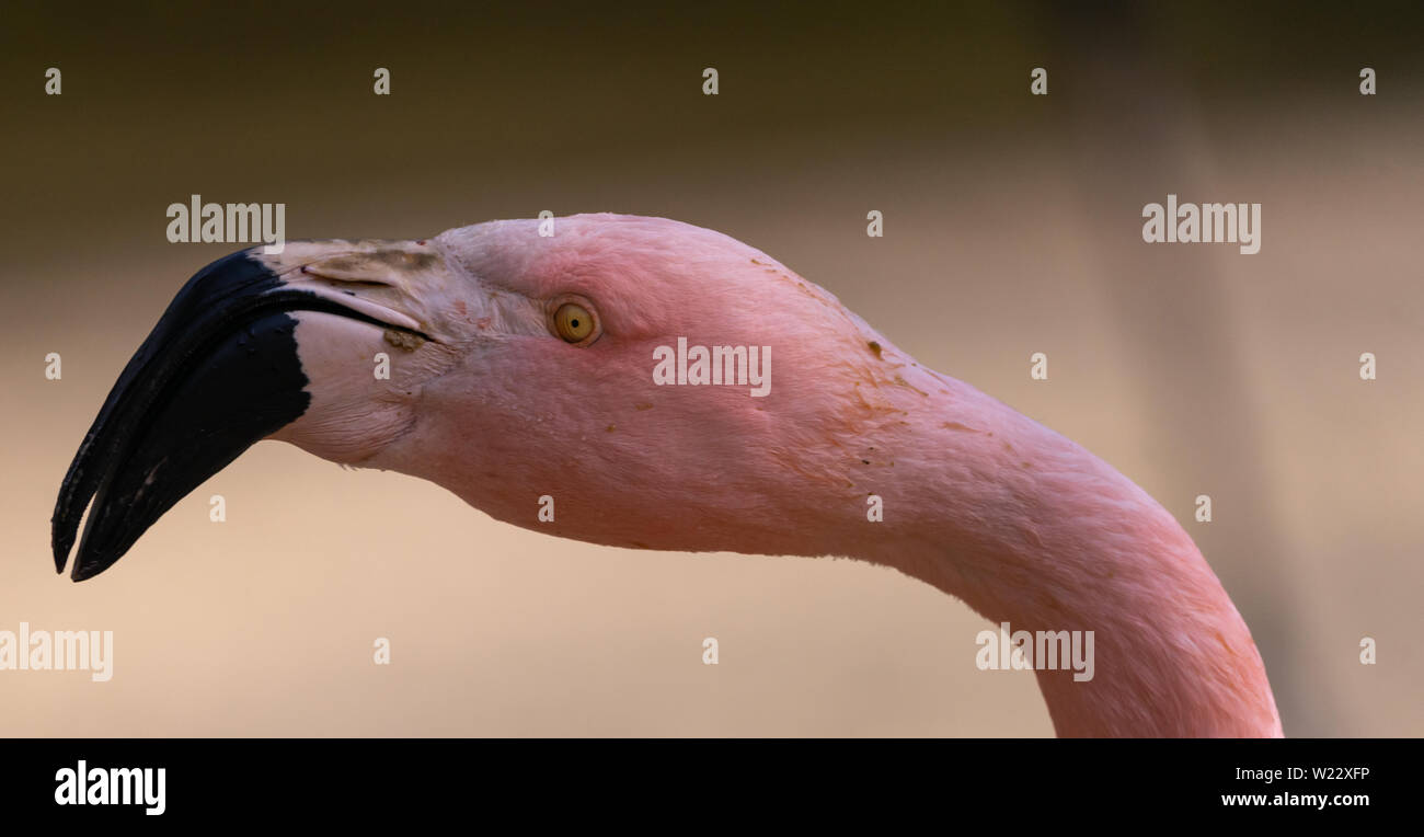 esile uccello trampoliere immagini e fotos stock alamy