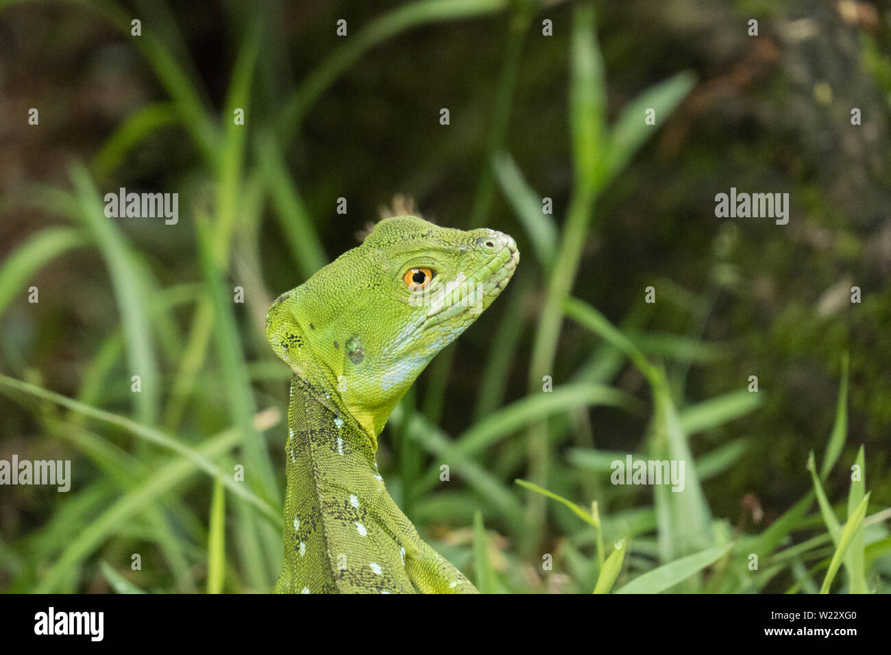 Close up ramarro testa nella foresta pluviale di erba Costa Rica Foto Stock